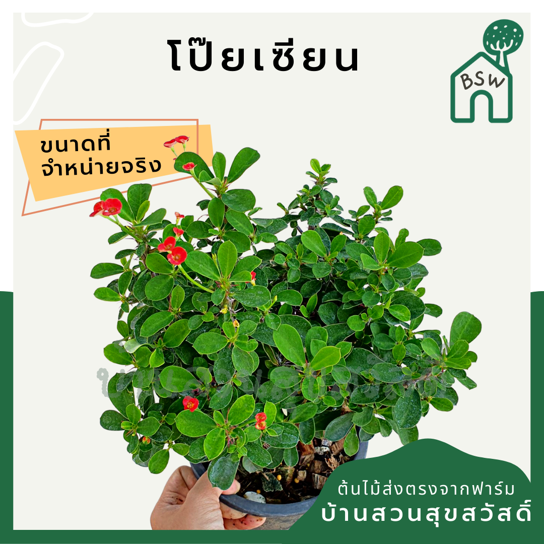 โป๊ยเซียน (Euphorbia Milii) ไม้ดอกมงคลในกระถางพร้อมตั้ง