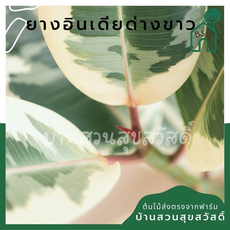 ยางอินเดียด่างขาว มีหลายขนาด
