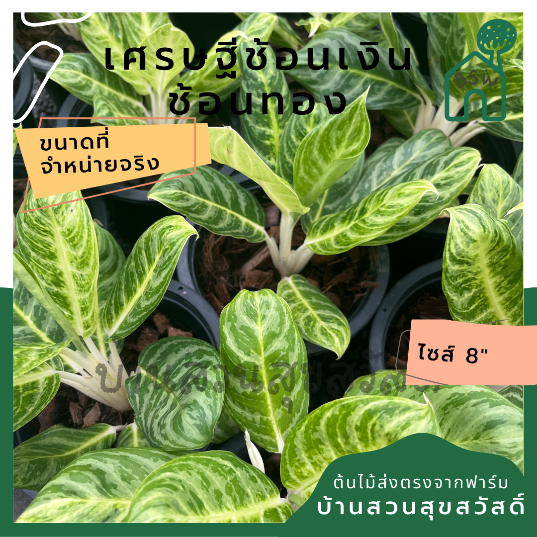เศรษฐีช้อนเงินช้อนทอง กระถาง 5-6 นิ้ว อโกลนีมา ด่างแบบโดดเด่น aglaonema ไม้แรร์