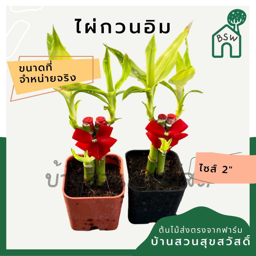 ไผ่กวนอิม กระถาง 2.5 นิ้ว พร้อมโบว์แดง ไม้มงคลเรื่องการงานและความรัก นิยมนำไปปลูกบูชาพระ