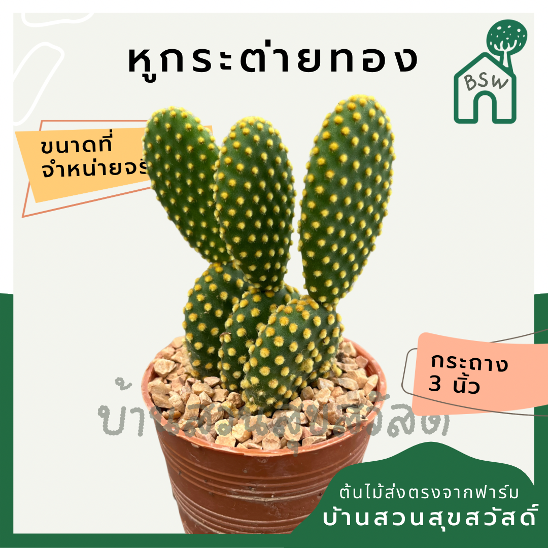 แคคตัสหูกระต่ายทอง (Opuntia Microdasys) กระบองเพชรในกระถางพร้อมตั้ง