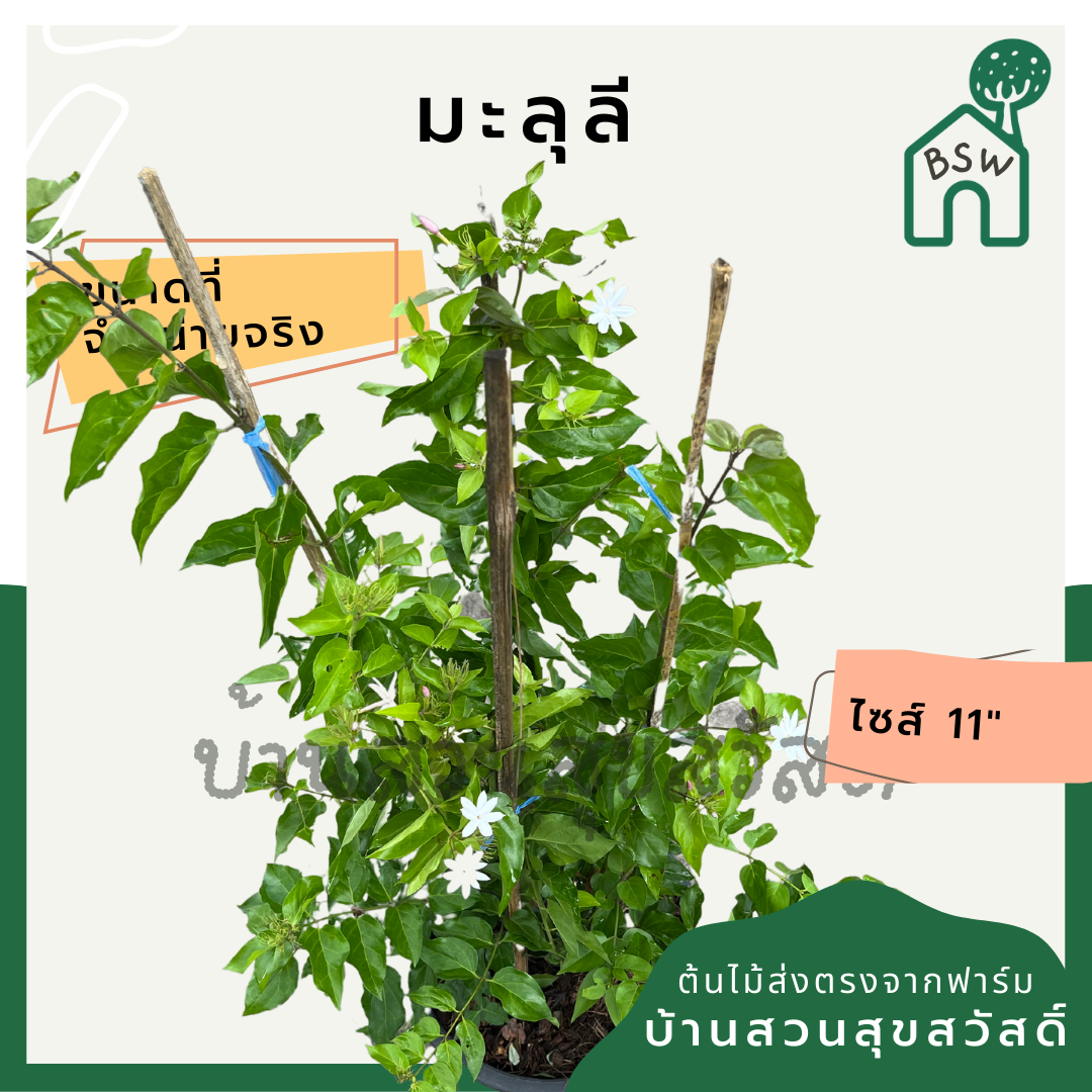 มะลุลี (Jasminum Sambac 'Mali Lii') ไม้ดอกหอมในกระถาง 11 นิ้ว