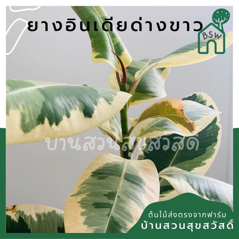 ยางอินเดียด่างขาว มีหลายขนาด