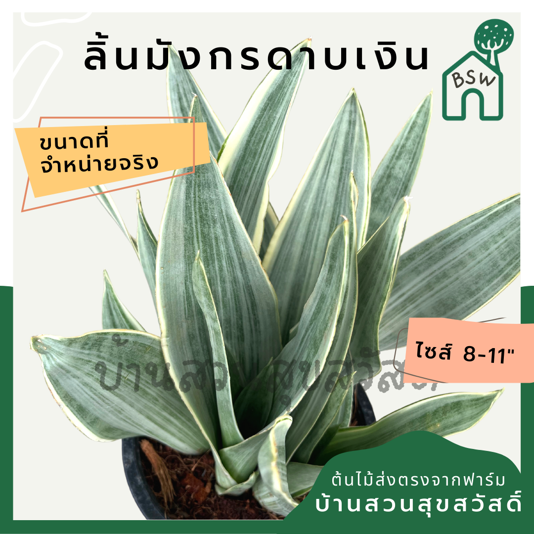 ลิ้นมังกรดาบเงิน ฟอร์มกอ กระถาง 5-6 นิ้ว เป็นไม้แดด ต้นไม้มินิมอล ช่วยฟอกอากาสได้ดี