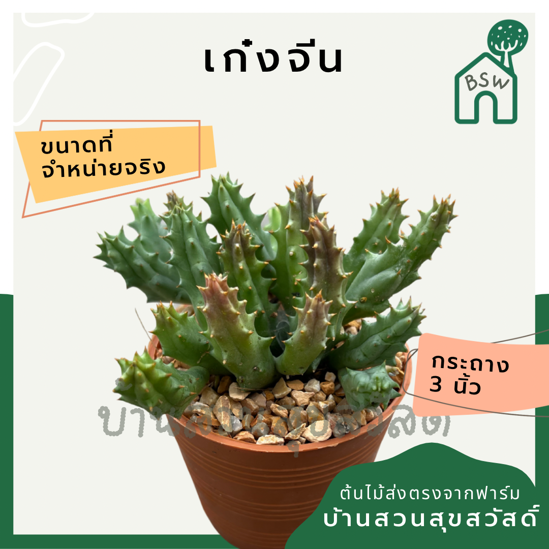 แคคตัสเก๋งจีน (Huernia) กระบองเพชรในกระถางพร้อมตั้ง