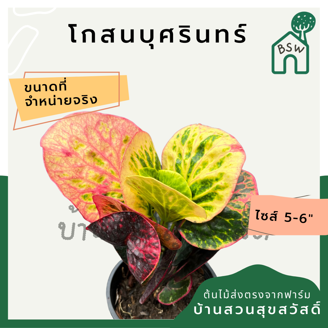 โกสนบุศรินทร์ กระถาง 5-6 นิ้ว ต้นโกสน เป็นไม้แดด ไม้ด่างสวย ใบสีสันสดใส