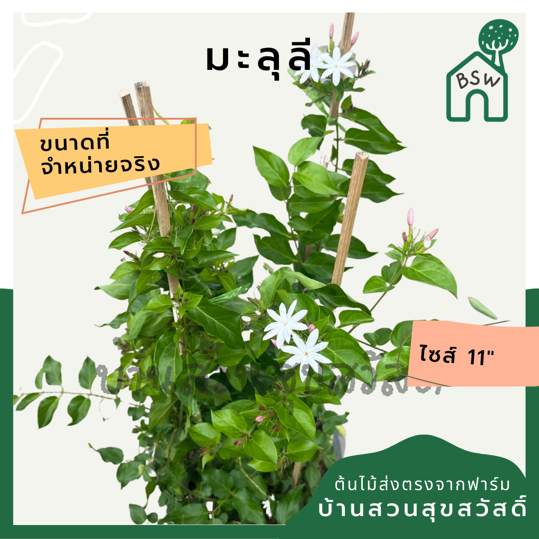 มะลุลี (Jasminum Sambac 'Mali Lii') ไม้ดอกหอมในกระถาง 11 นิ้ว
