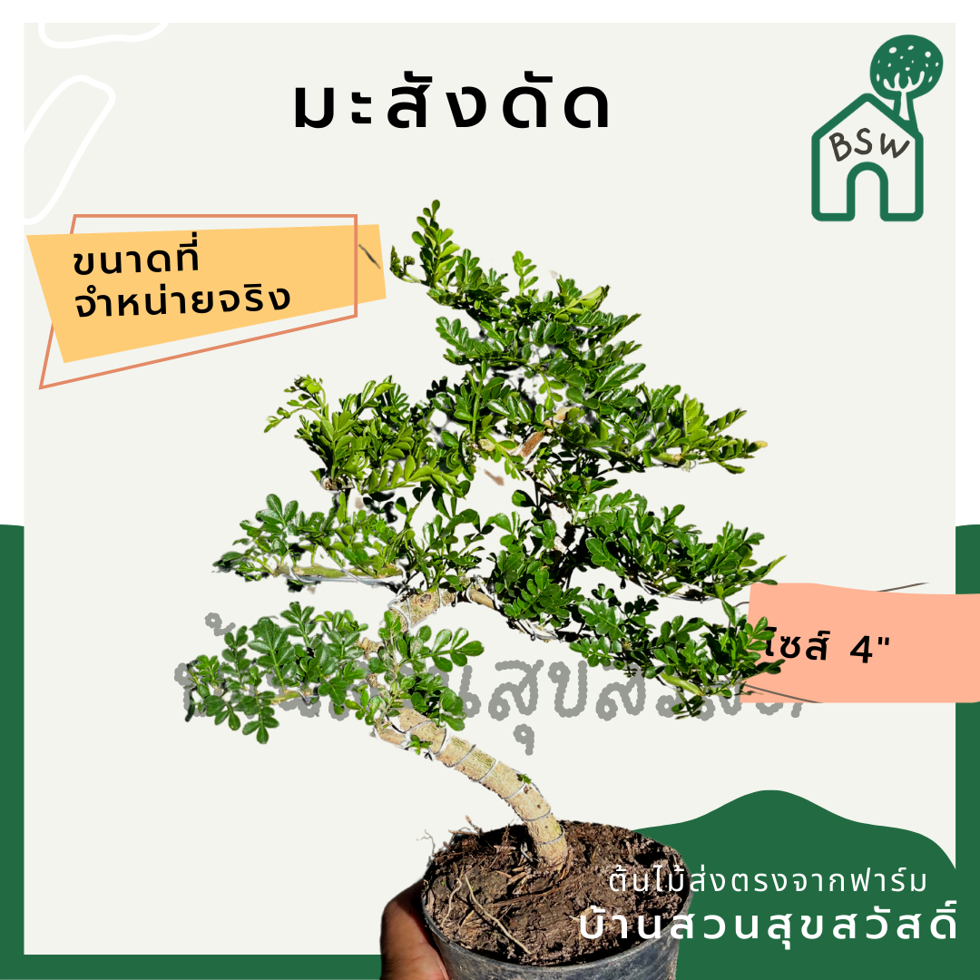 มะสัง 4 นิ้ว ฟอร์มดัดสวย มาในกระถางพร้อมตั้ง