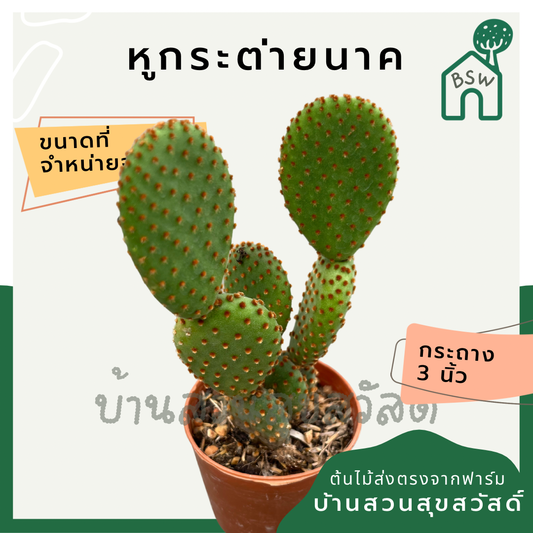 แคคตัสหูกระต่ายนาค (Opuntia Microdasys) กระบองเพชรในกระถางพร้อมตั้ง