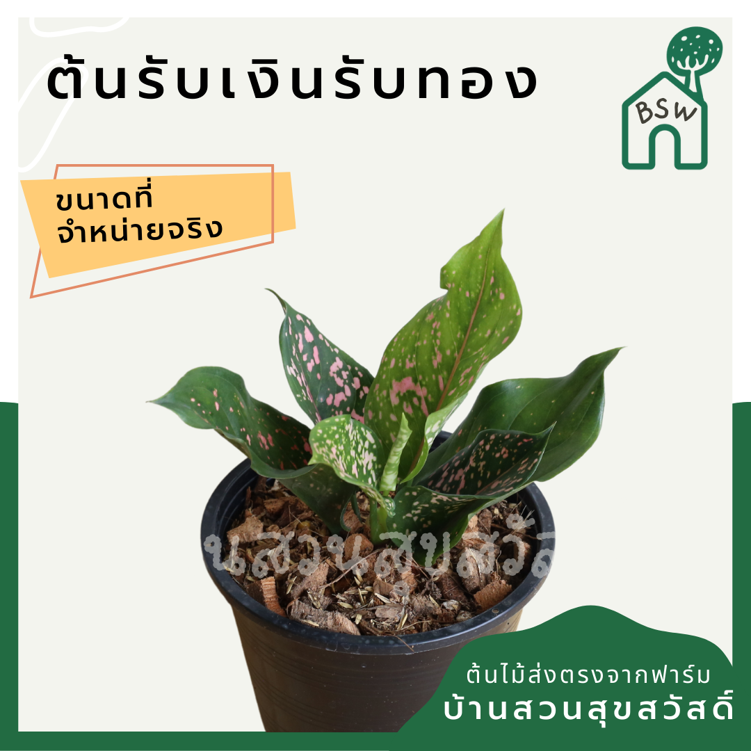 รับเงินรับทอง (Aglaonema) ไม้มงคลในกระถาง 4-6 นิ้ว