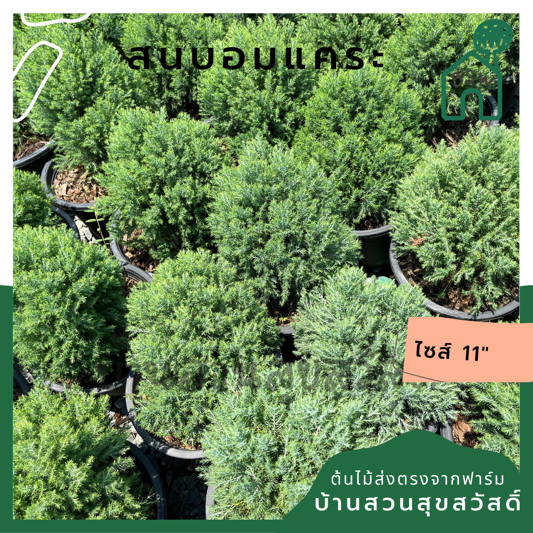 สนบอมแคระ กระถาง 11 นิ้ว