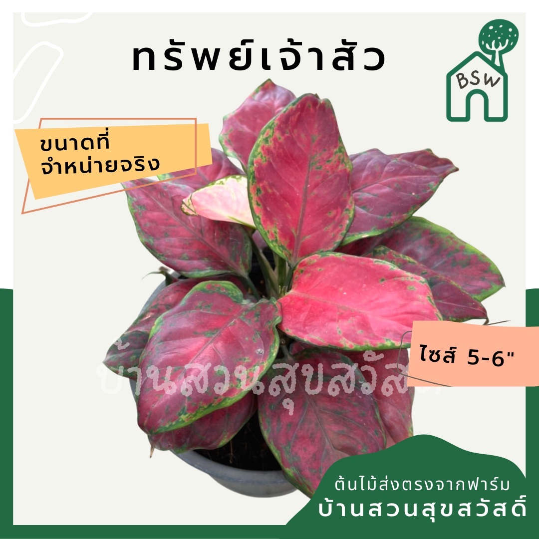 ต้นบารมีเจ้าสัว ต้นทรัพย์เจ้าสัว มาในกระถางพร้อมตั้ง อโกลนีมา