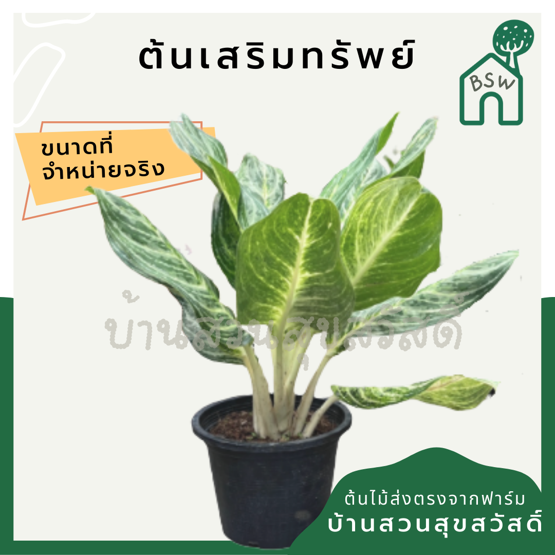เสริมทรัพย์ (Aglaonema 'Serm Sap') ไม้มงคลในกระถาง 11 นิ้ว