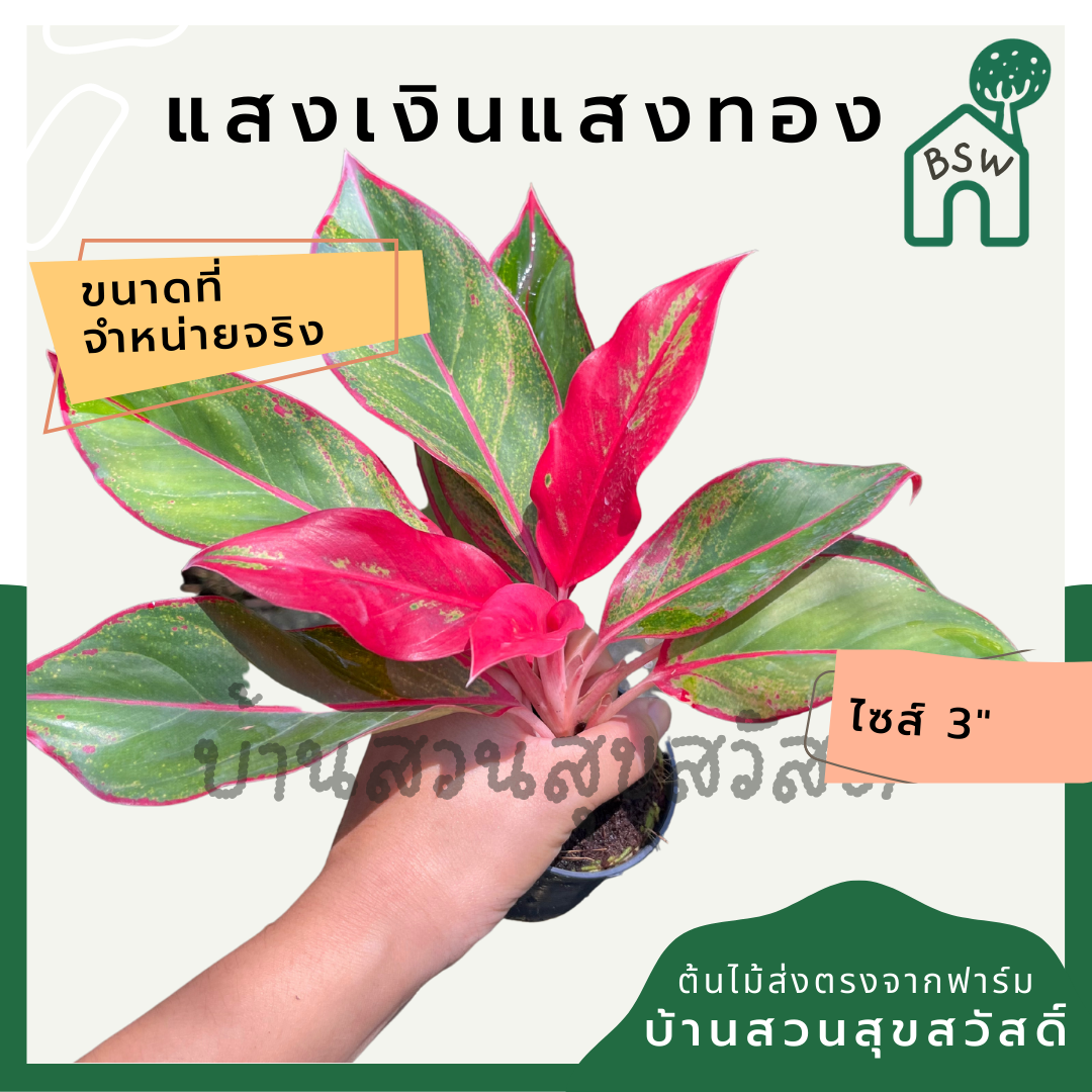 แสงเงินแสงทอง (Aglaonema) ไม้มงคลยอดนิยมในกระถาง 3 นิ้ว