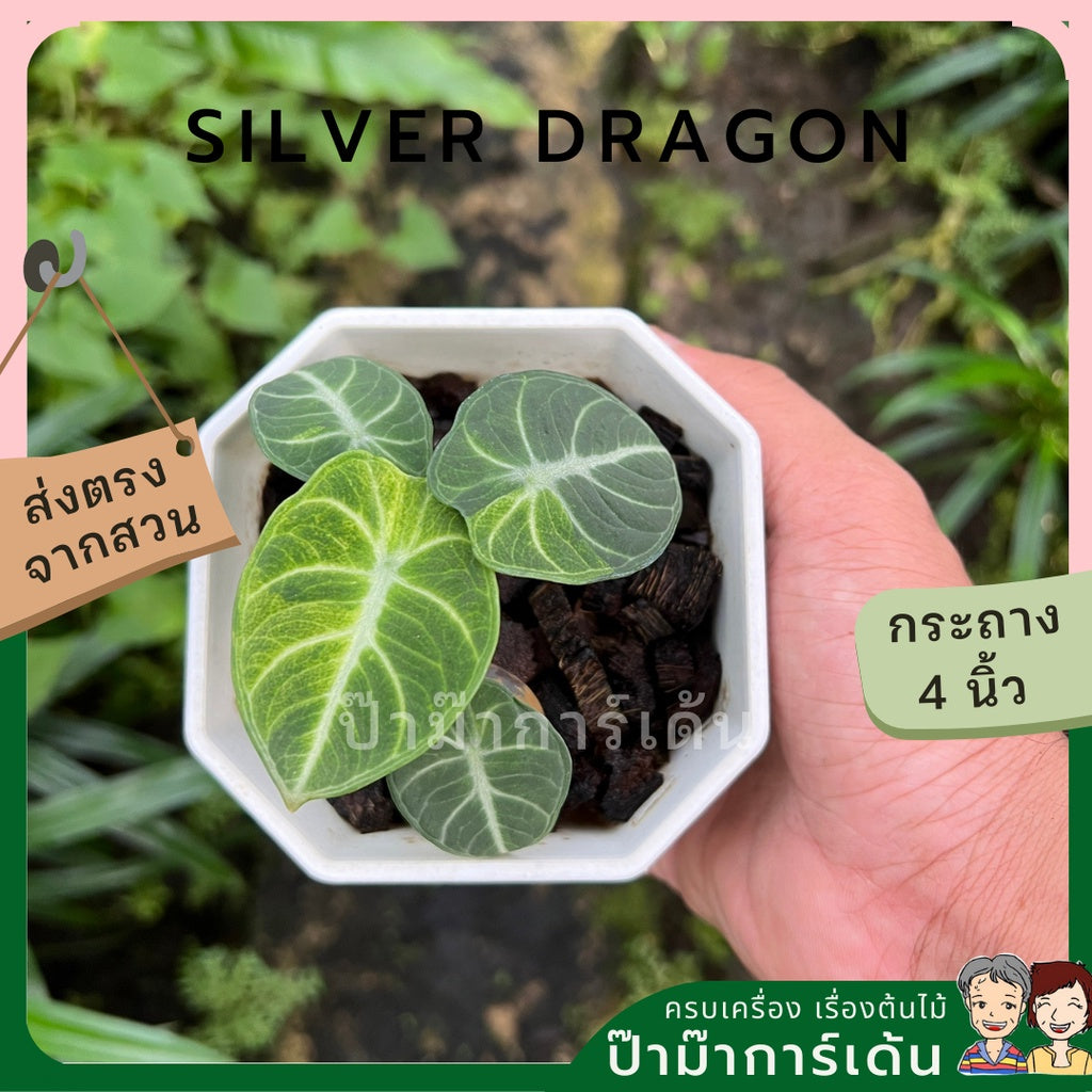 Alocasia variegated Alocasia Silver Dragon Black Velvet Dragon Scale ต้นอโลคาเซียด่าง