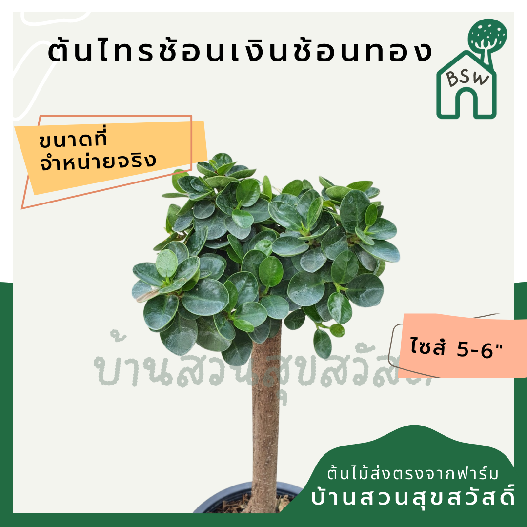 ไทรช้อนเงินช้อนทอง (Ficus Lyrata 'Variegata') ไม้มงคลในกระถางพร้อมตั้ง