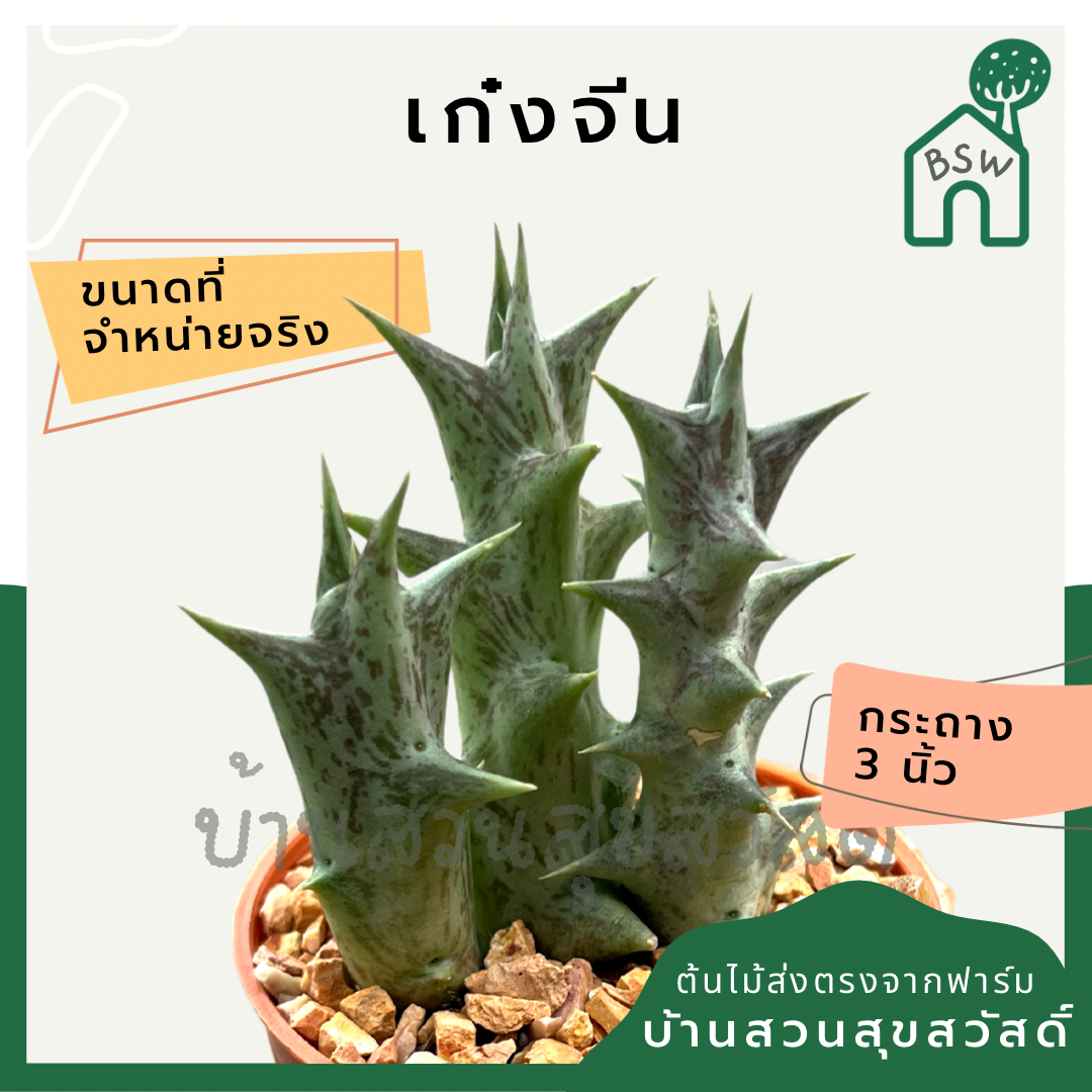 แคคตัสเก๋งจีนลายม่วง (Huernia) กระบองเพชรในกระถางพร้อมตั้ง