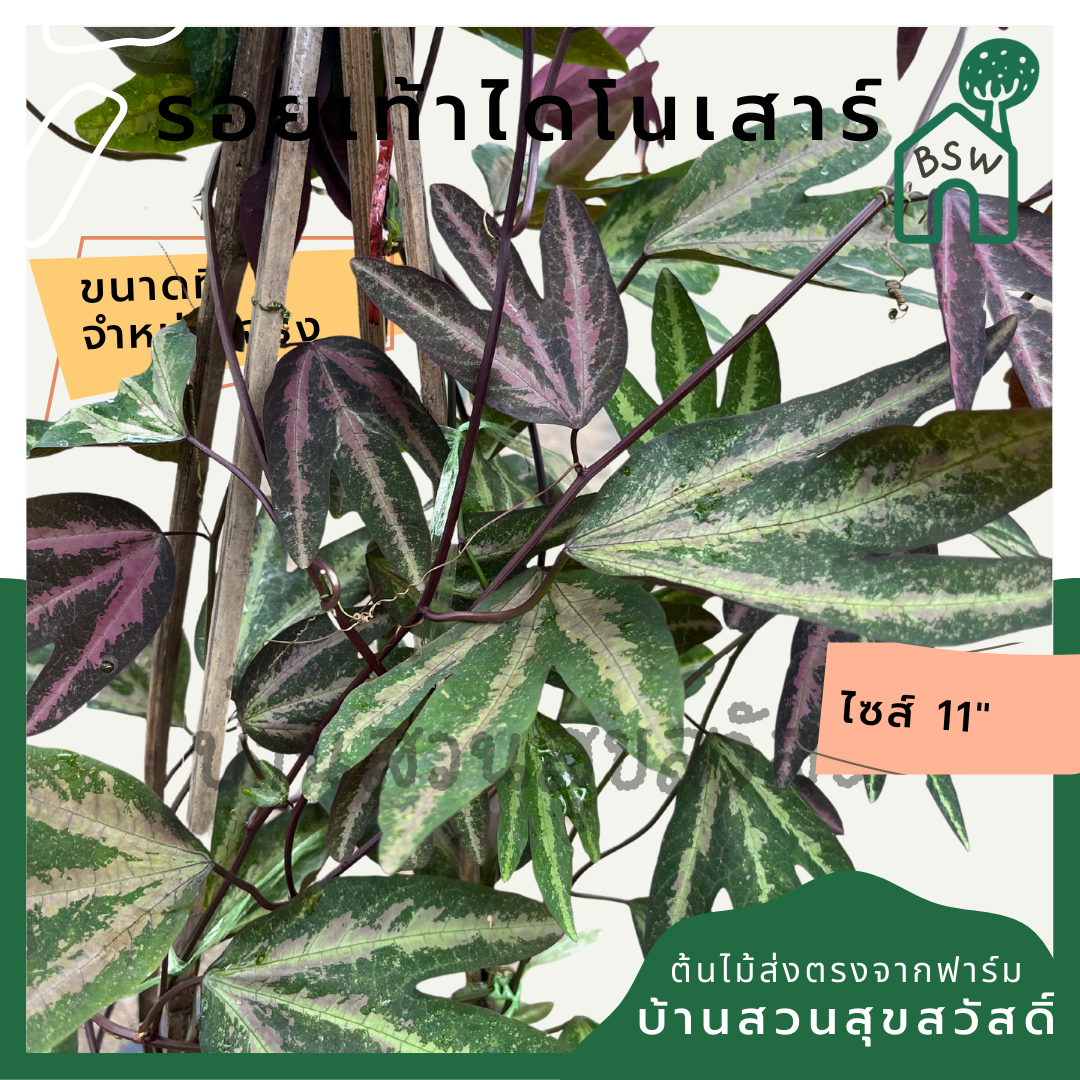 รอยเท้าไดโนเสาร์ (Colocasia Esculenta) ไม้ใบใหญ่ในกระถาง 11 นิ้ว