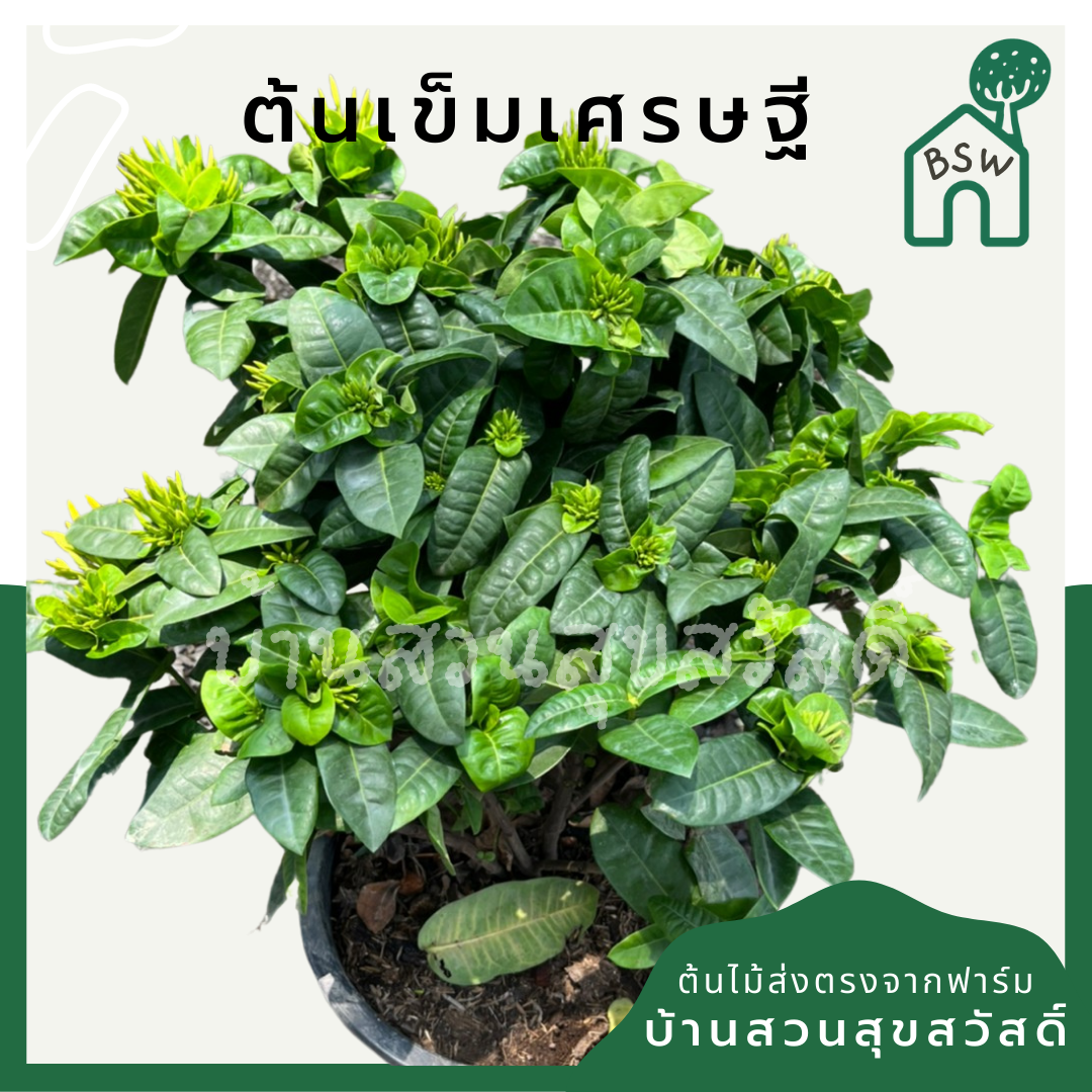 ต้นเข็ม เศรษฐี กระถางใหญ่ 11 นิ้ว พุ่มสูง ดอกมี 2 สี เข็มใบใหญ่ๆ