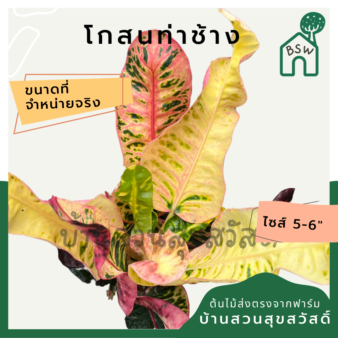 โกสนท่าช้าง กระถาง 5-6 นิ้ว ต้นโกสน เป็นไม้แดด ไม้ด่างสวย ใบสีสันสดใส