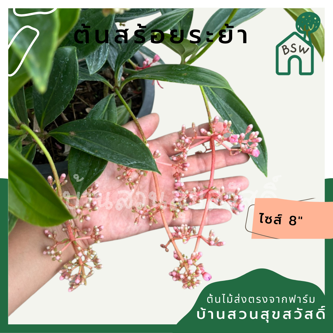 สร้อยระย้า (Russelia Equisetiformis) ไม้ดอกในกระถาง 11 นิ้ว