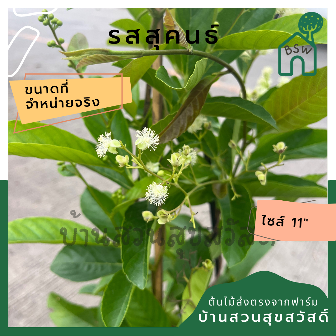 รสสุคนธ์ กระถาง 11 นิ้ว ต้นรสสุคนธ์ เป็นไม้แดด ออกดอกเก่ง