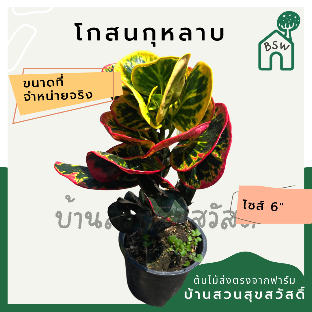 โกสนกุหลาบ กระถาง 5-6 นิ้ว ต้นโกสน เป็นไม้แดด ไม้ด่างสวย ใบสีสันสดใส