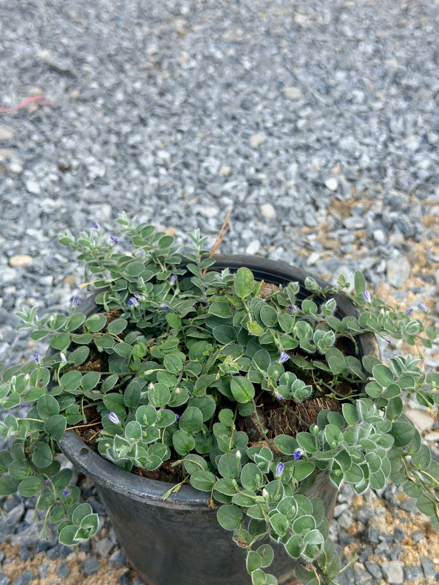 กราวน์มอร์นิ่งกลอรี่ 6 นิ้ว (Ground Morning Glory) - Pamathegardener