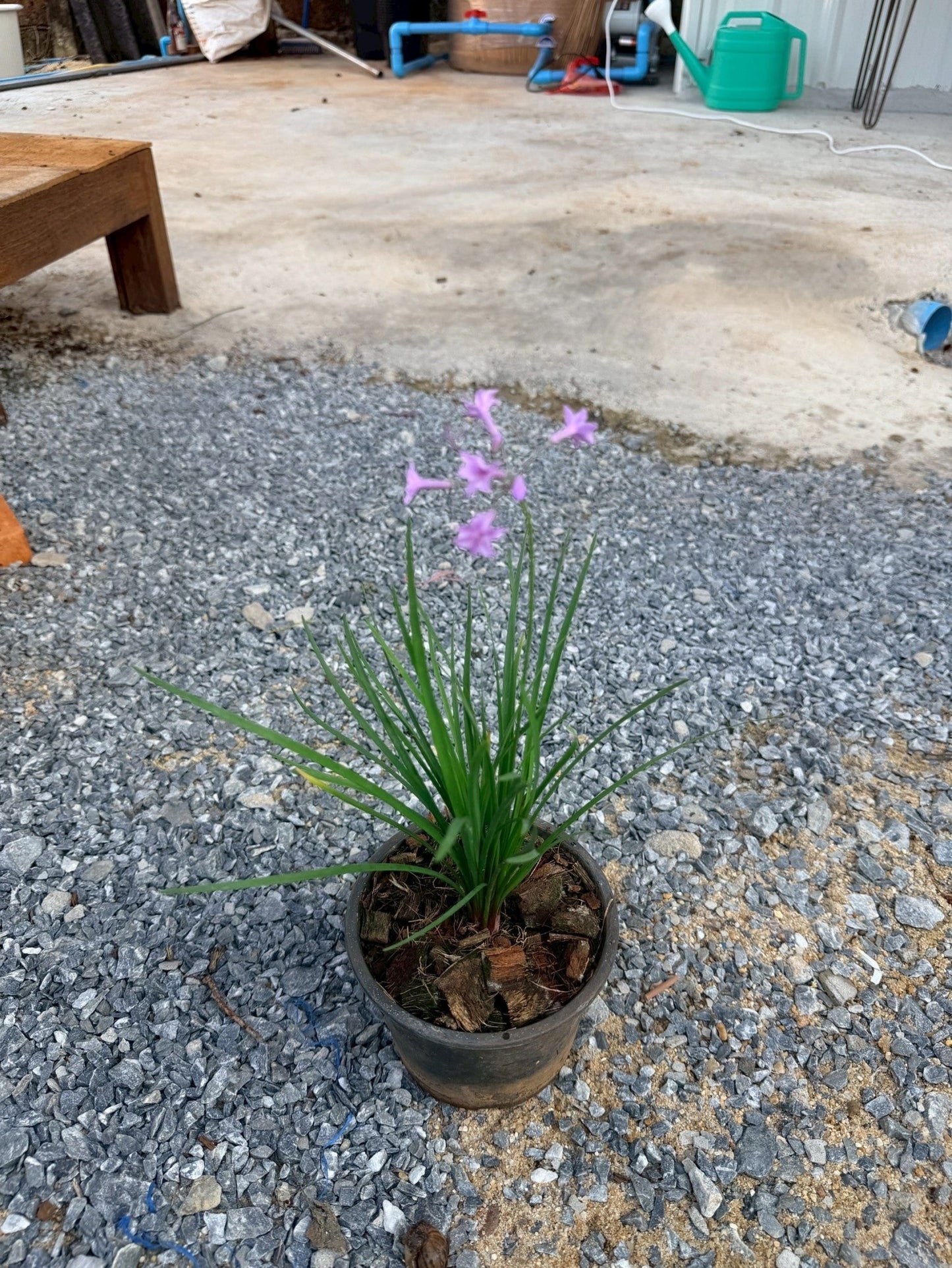 กุยช่ายประดับ 6 นิ้ว (Ornamental Garlic Chives) - Pamathegardener