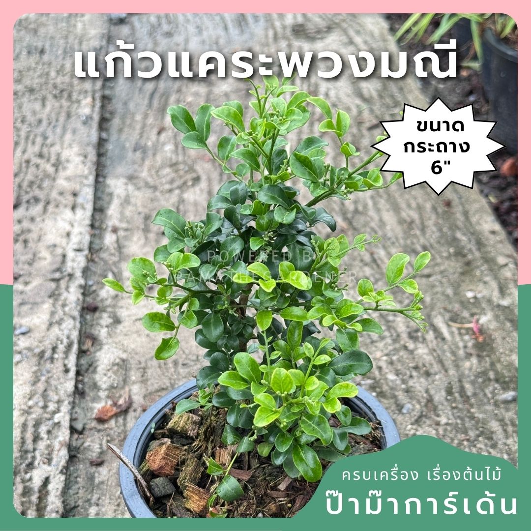 แก้วแคระพวงมณี กระถาง 6 นิ้ว ต้นแก้วแคระพวงมณี เป็นไม้แดด ออกดอกตลอดปี - Pamathegardener