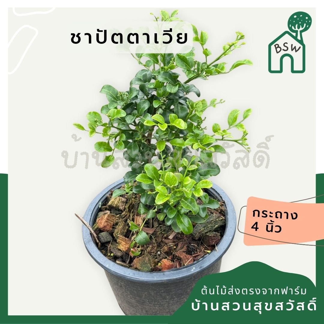 แก้วแคระพวงมณี กระถาง 6 นิ้ว ต้นแก้วแคระพวงมณี เป็นไม้แดด ออกดอกตลอดปี - Pamathegardener
