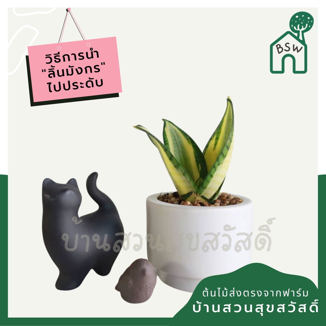 ลิ้นมังกรแคระใบด่าง (Sansevieria Trifasciata 'Golden Hahnii') ไม้ฟอกอากาศในกระถาง 4-5 นิ้ว