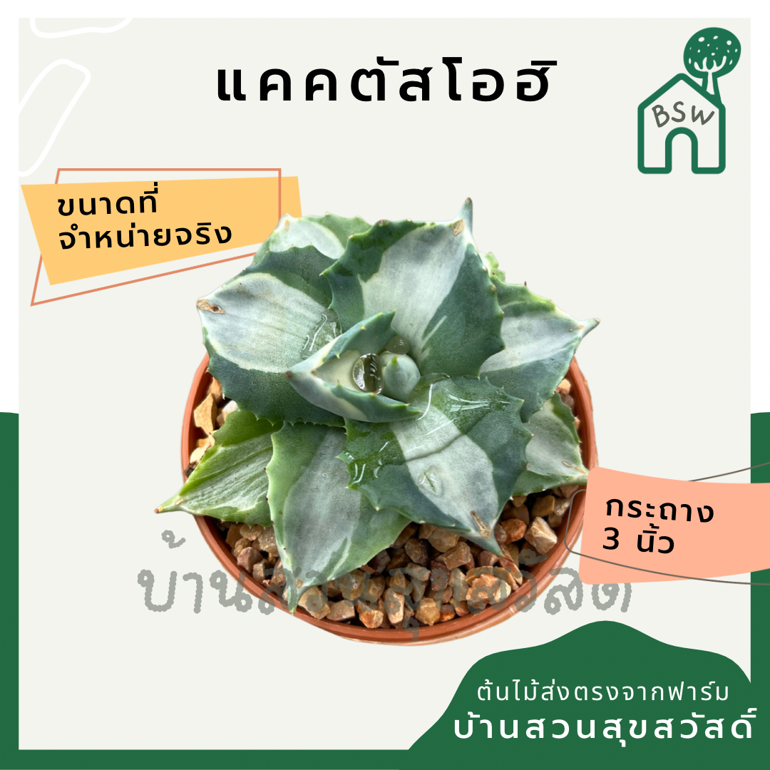 แคคตัสโอฮิ กระบองแคคตัสโอฮิ (Cereus Peruvianus) กระบองเพชรในกระถางพร้อมตั้ง