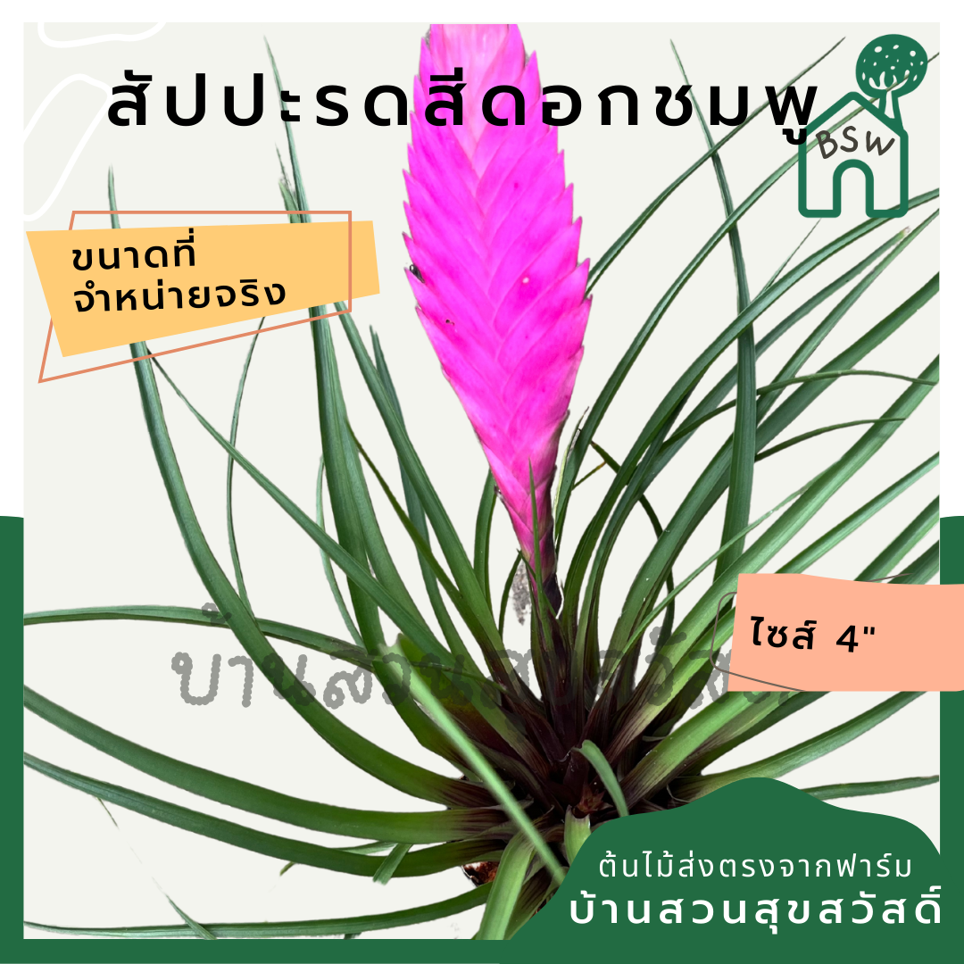 สับปะรดสีดอกชมพู (Neoregelia) ไม้ประดับใบสวยในกระถาง 4 นิ้ว
