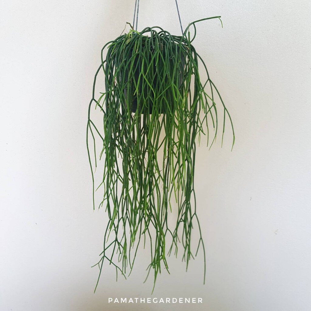 ริพซาลิส สายฝน ในกระถาง 4 นิ้ว Rhipsalis Burchellii