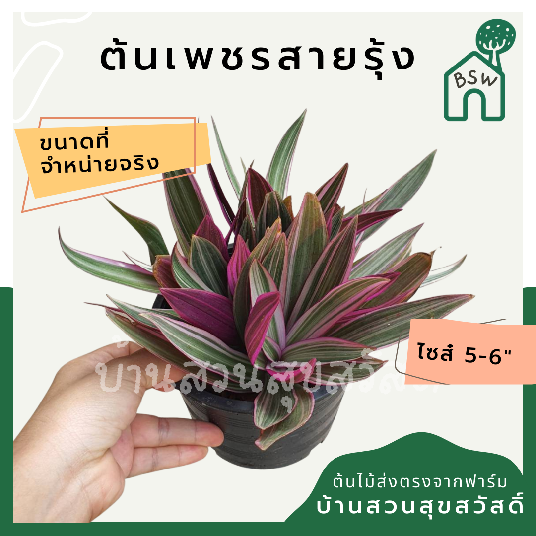 เพชรสายรุ้ง (Aglaonema) ไม้มงคลในกระถางพร้อมตั้ง