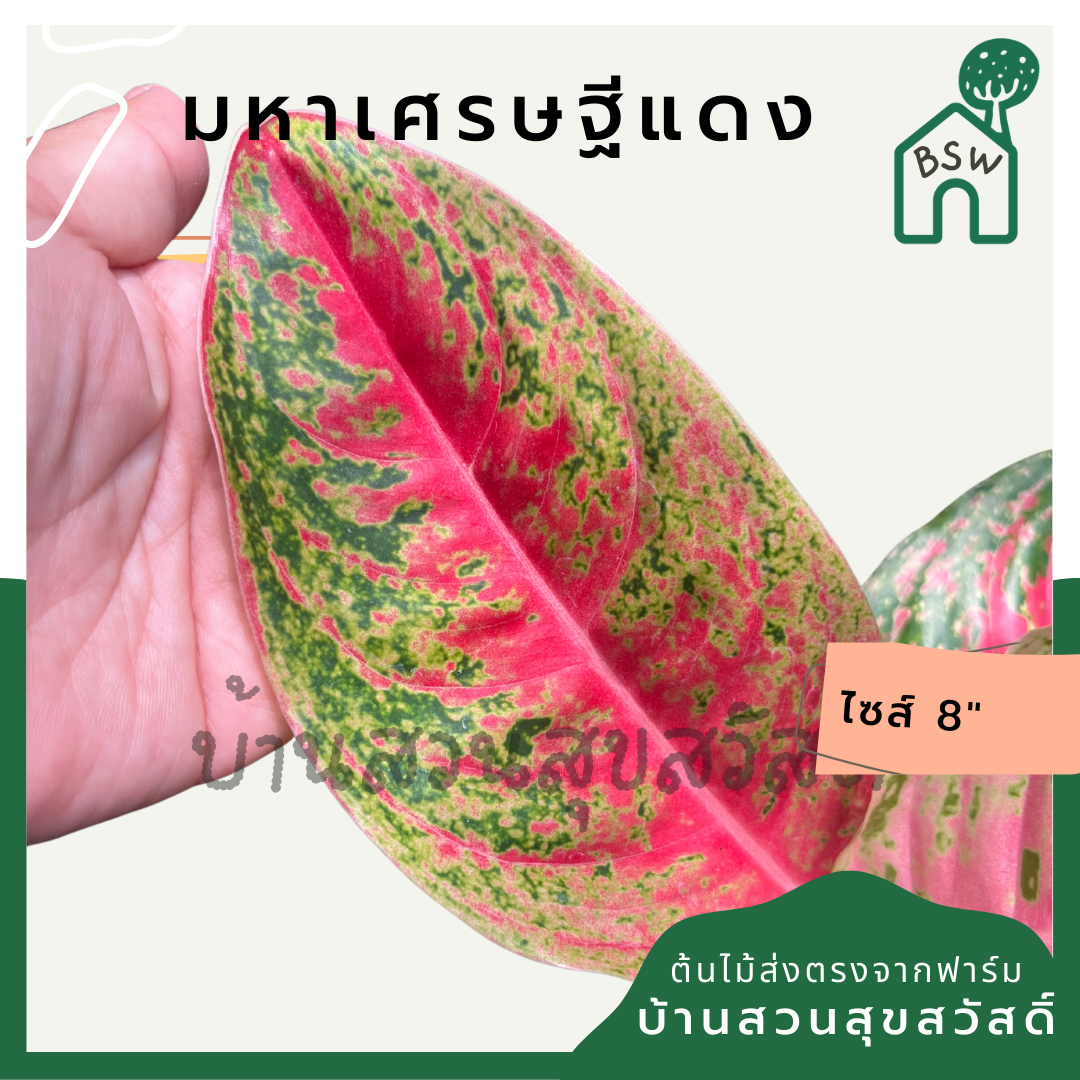 มหาเศรษฐีแดง กระถาง 8 นิ้ว อโกลนีมา ด่างแบบโดดเด่น aglaonema ไม้แรร์