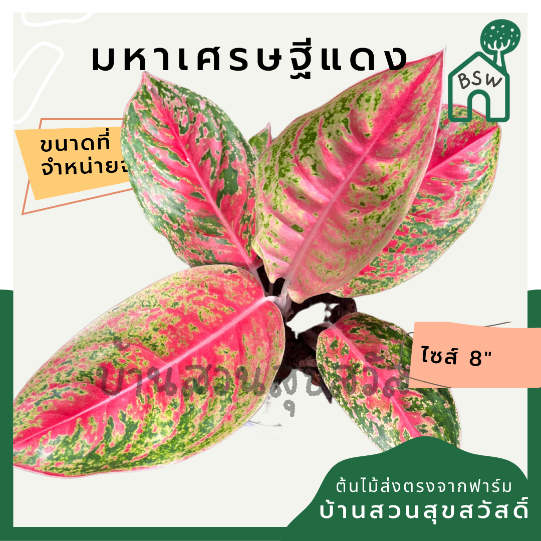 มหาเศรษฐีแดง กระถาง 8 นิ้ว อโกลนีมา ด่างแบบโดดเด่น aglaonema ไม้แรร์