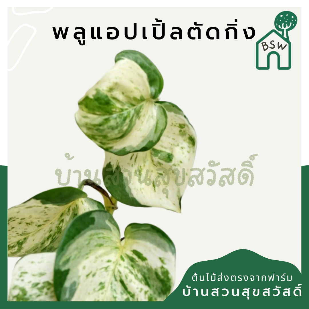 พลูด่าง (Epipremnum Aureum) ไม้ตัดกิ่งราคาย่อมเยา