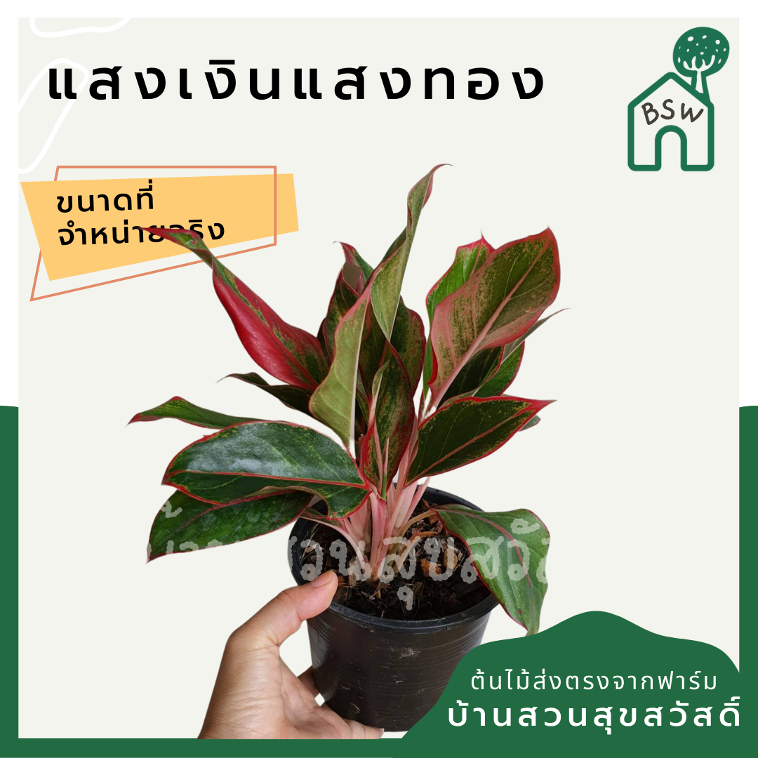 แสงเงินแสงทอง (Aglaonema) ไม้มงคลในกระถางพร้อมตั้ง