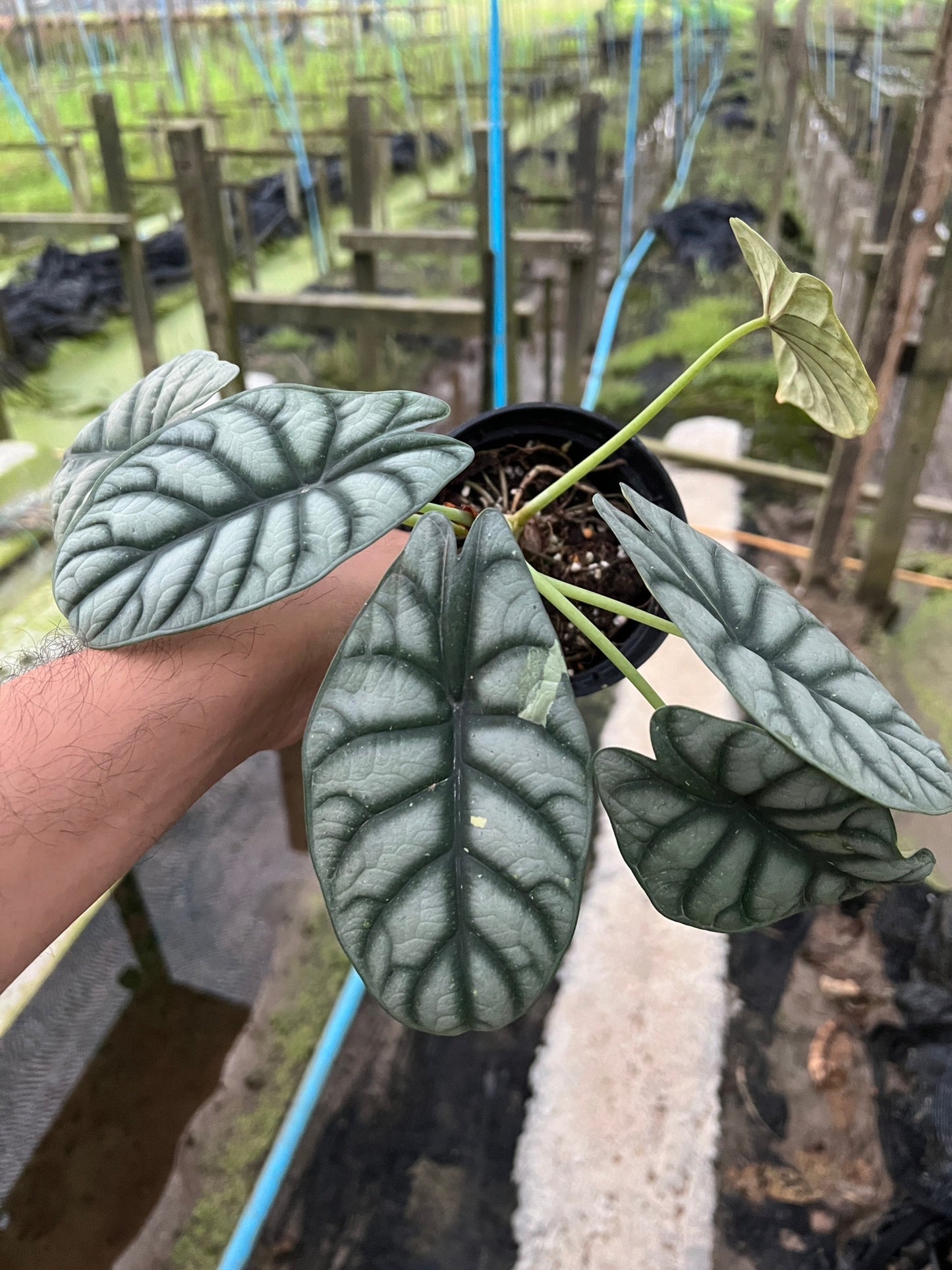 Alocasia variegated Alocasia Silver Dragon Black Velvet Dragon Scale ต้นอโลคาเซียด่าง