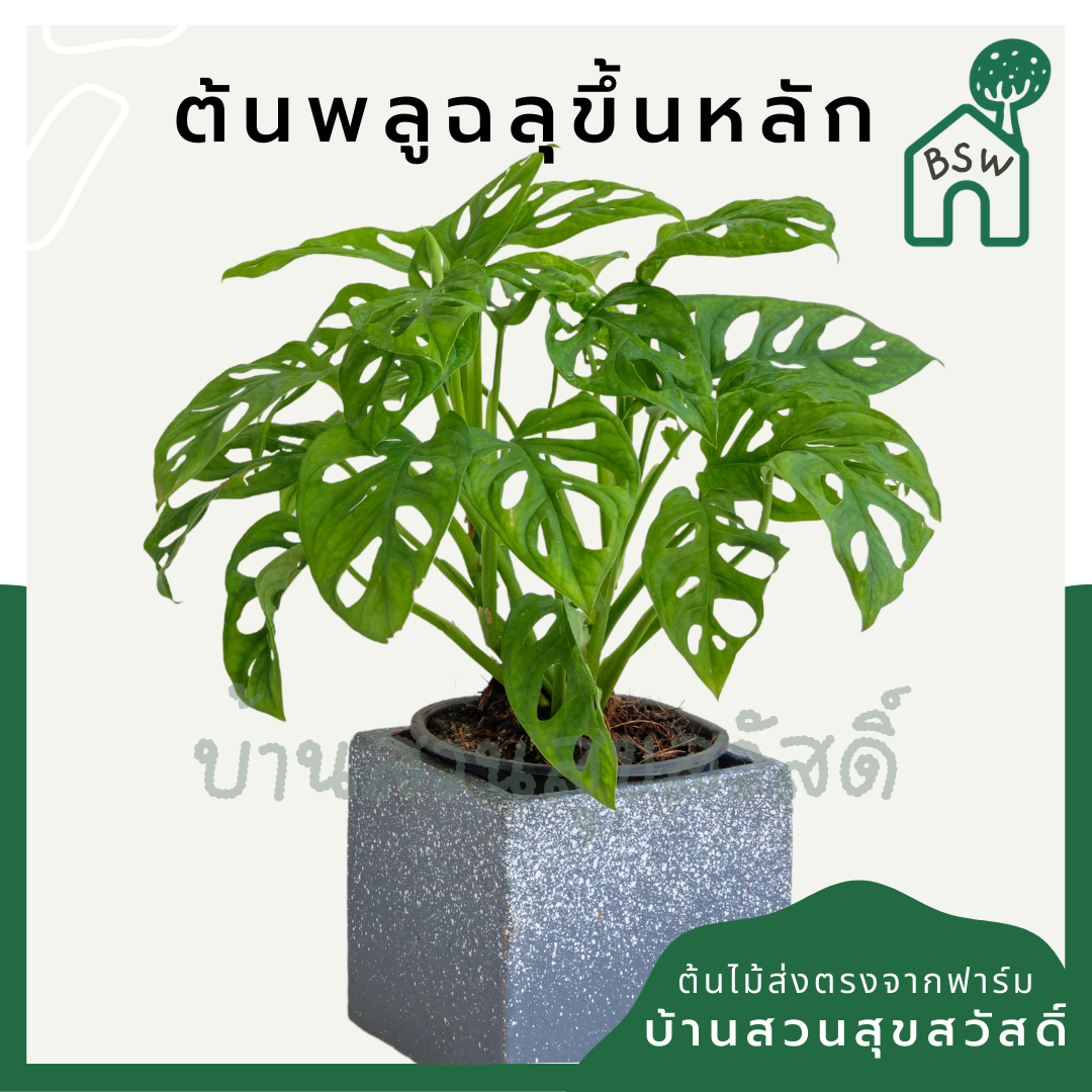 พลูฉลุไต่เสา (Monstera Adansonii) ไม้ฟอกอากาศในกระถางพร้อมตั้ง