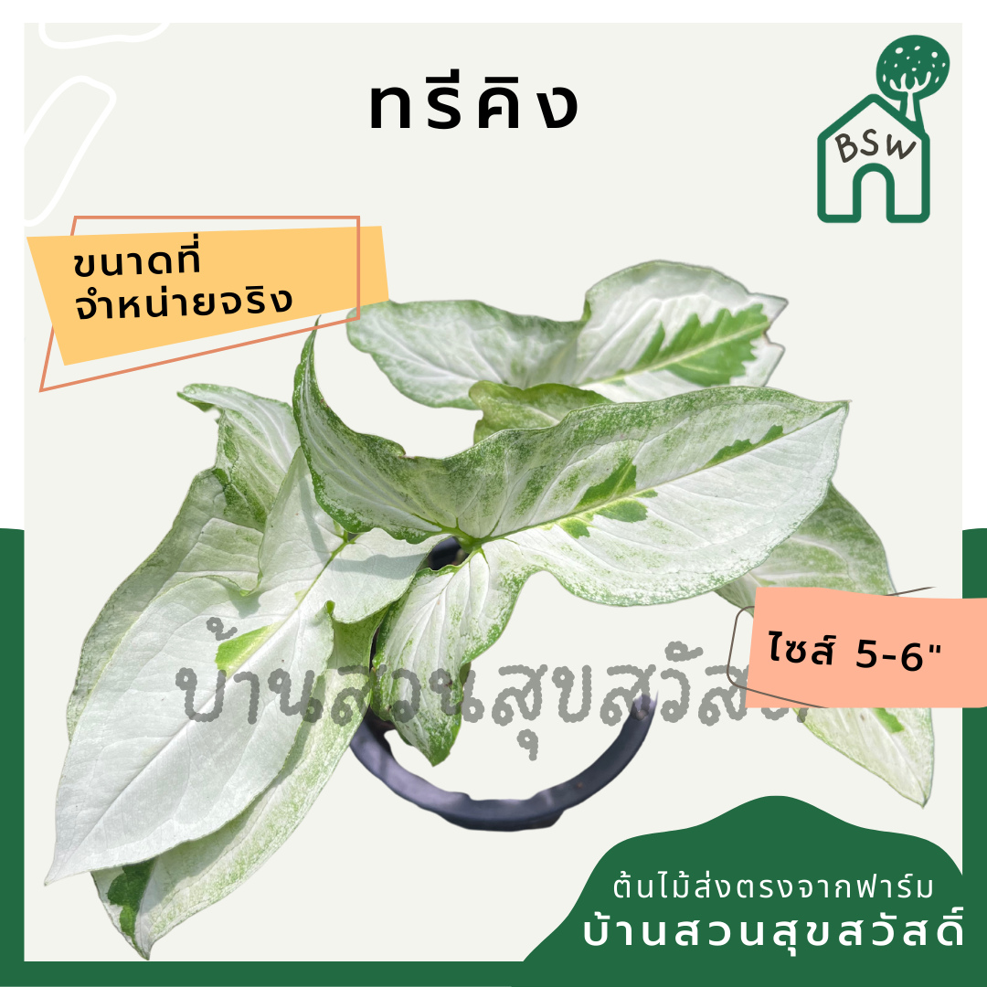 ซิงโกเนียมทรีคิง (Syngonium Three Kings) กระถาง 5-6 นิ้ว