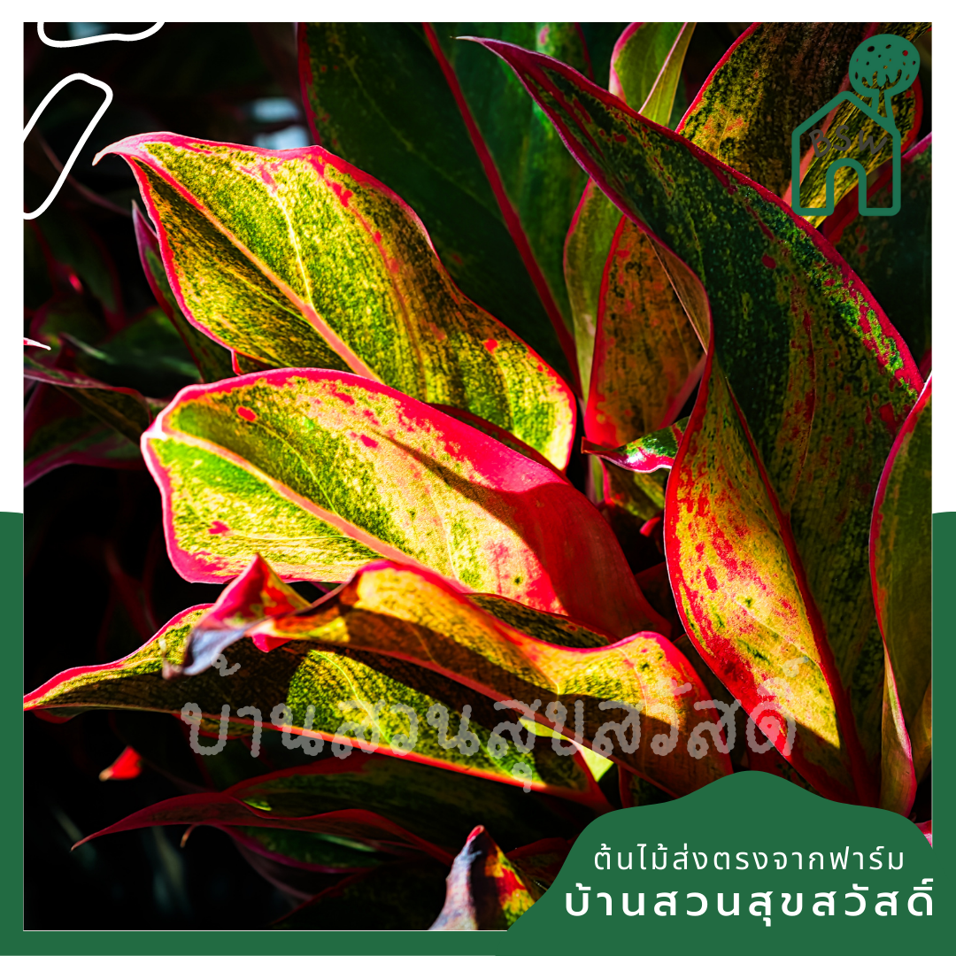 แสงเงินแสงทอง (Aglaonema) ไม้มงคลในกระถางพร้อมตั้ง
