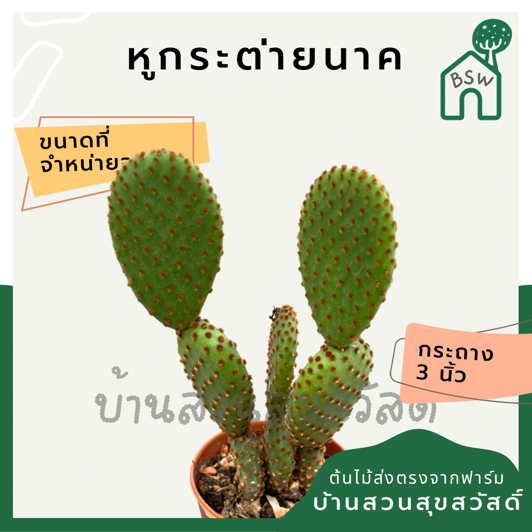 แคคตัสหูกระต่ายนาค (Opuntia Microdasys) กระบองเพชรในกระถางพร้อมตั้ง