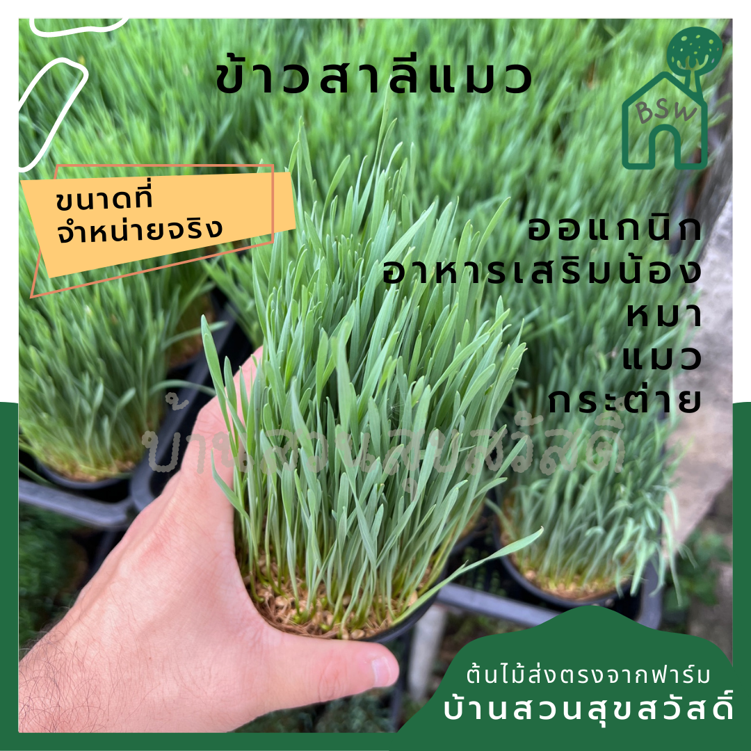ต้นข้าวสาลี ให้น้องหมา น้องแมว ทานได้