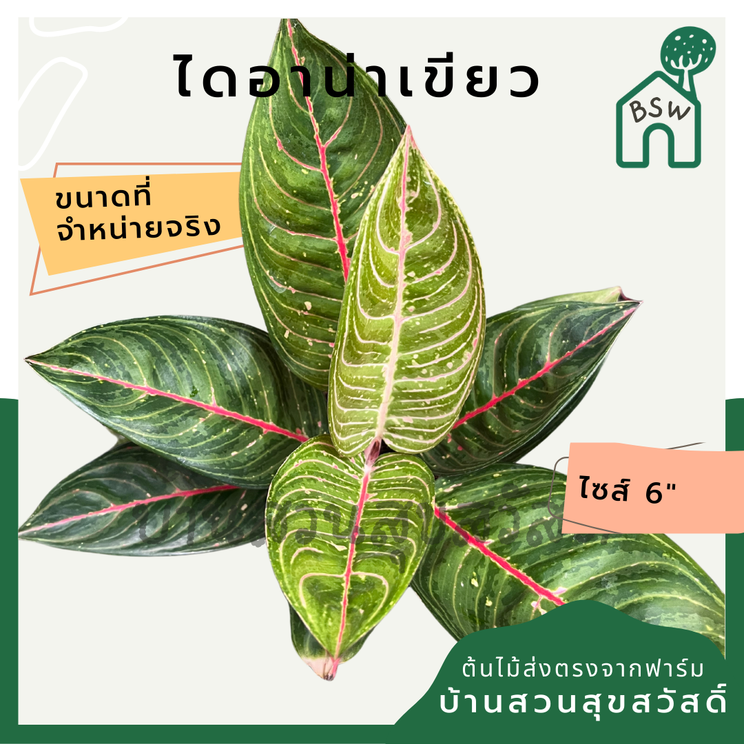ไดอาน่าเขียว กระถาง 5-6 นิ้ว อโกลนีมา ด่างแบบโดดเด่น aglaonema ไม้แรร์