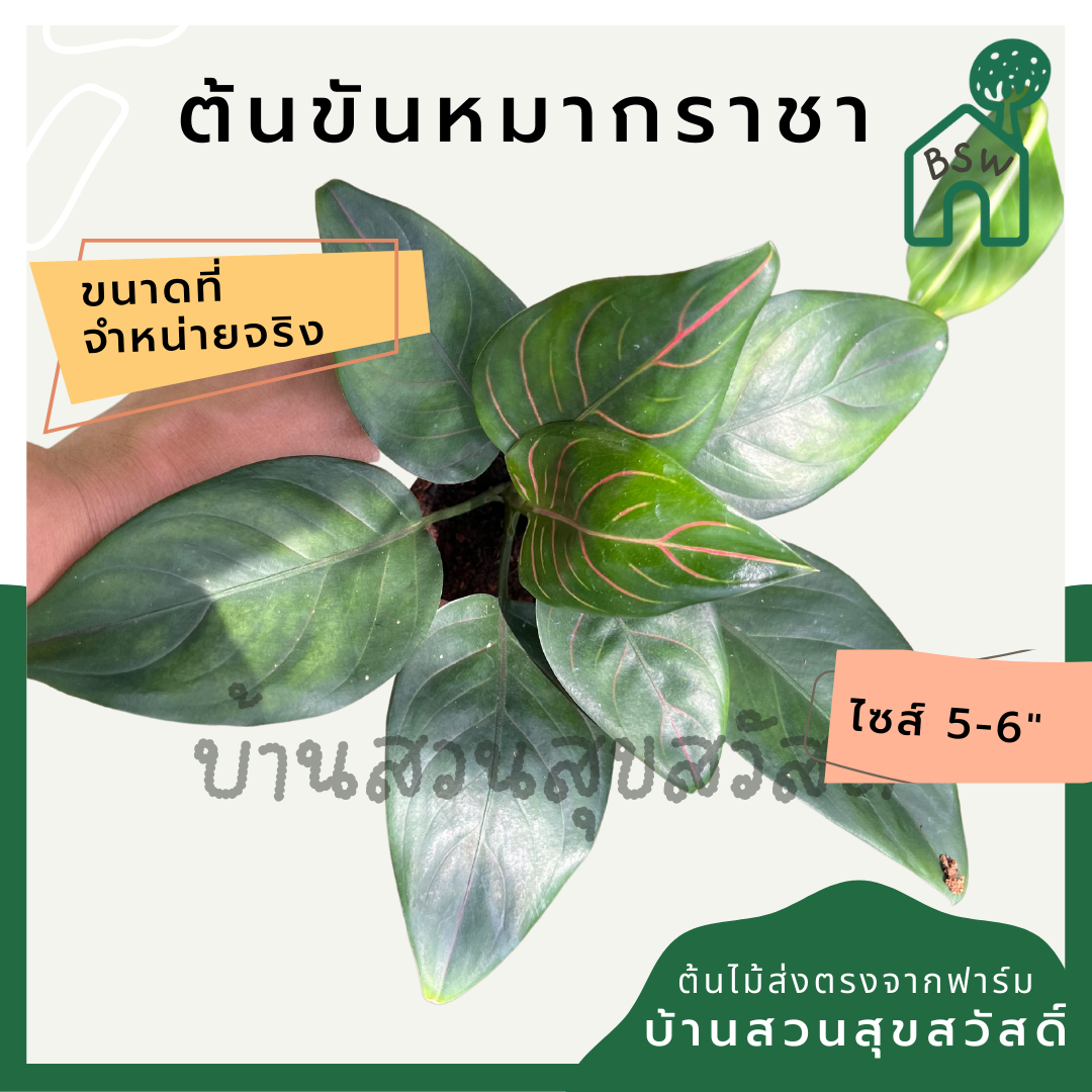 ต้นขันหมากราชา อโกลนีมาเส้นใบสีสวย