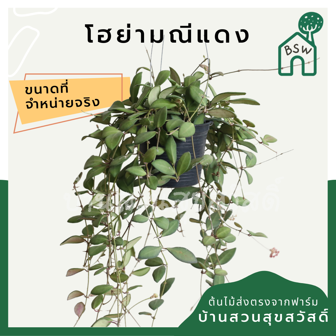 โฮย่ามณีแดง (Hoya 'Manee Daeng') ไม้เลื้อยดอกสวยในกระถาง 4 นิ้ว