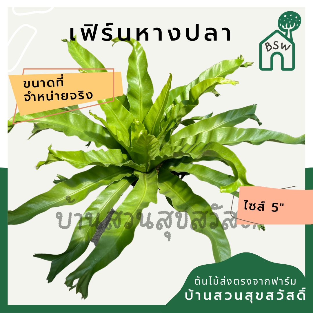 เฟิร์นหางปลา (Polypodium Aureum 'Mandaianum') ไม้ใบในกระถาง 5-6 นิ้ว